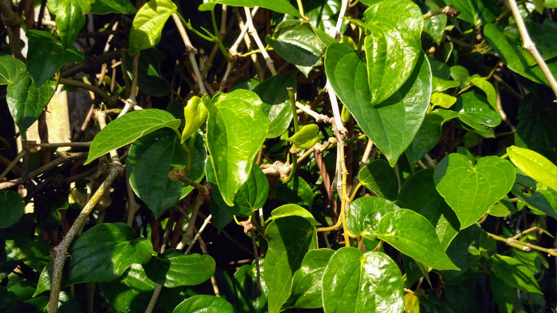 Lá trầu không là loại cây dây leo quen thuộc, có mùi thơm đặc trưng và được dùng nhiều trong dân gian