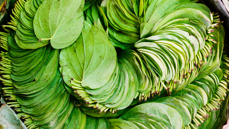 Lá trầu không thường được dùng để nấu nước, giã đắp hoặc hơ nóng nhằm hỗ trợ vệ sinh và làm dịu cơ thể