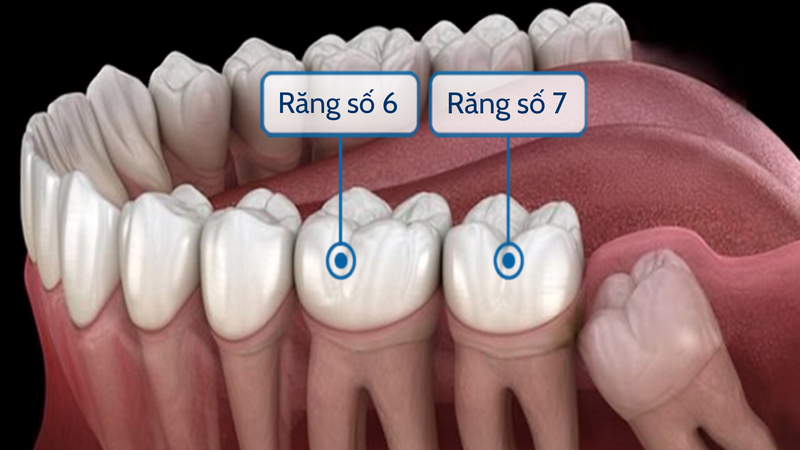 Răng số 6 và 7 đóng vai trò quan trọng trong việc ăn nhai và duy trì cấu trúc khuôn mặt
