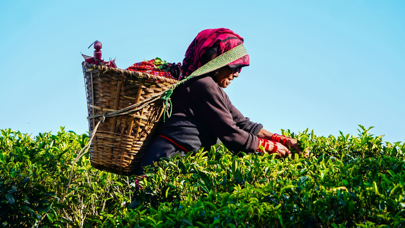 Hàm lượng caffeine trong matcha phụ thuộc vào điều kiện trồng trọt và chế biến lá trà