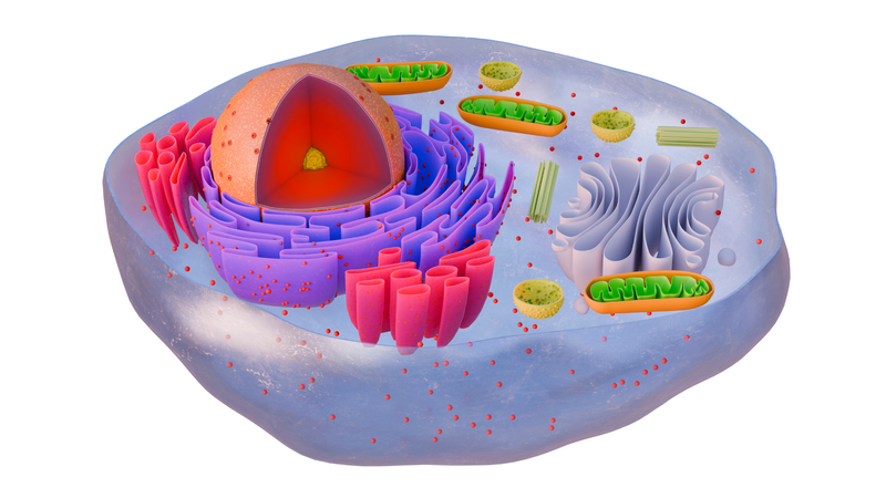 Ribosome là trung tâm tổng hợp protein, cần thiết cho hoạt động và cấu trúc của tế bào