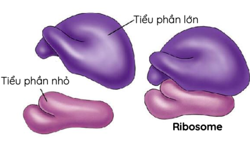 Hai tiểu phần của Ribosome hoạt động đồng bộ để đảm bảo quá trình tổng hợp protein diễn ra liên tục