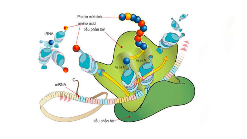 Ribosome phối hợp với mRNA và tRNA để tổng hợp protein theo đúng mã di truyền