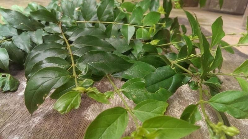 Thạch găng được tạo thành tự nhiên nhờ chất pectin tiết ra từ lá găng khi vò với nước