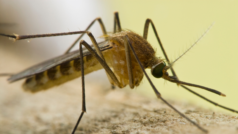 Muỗi Culex là trung gian chính truyền virus viêm não Nhật Bản