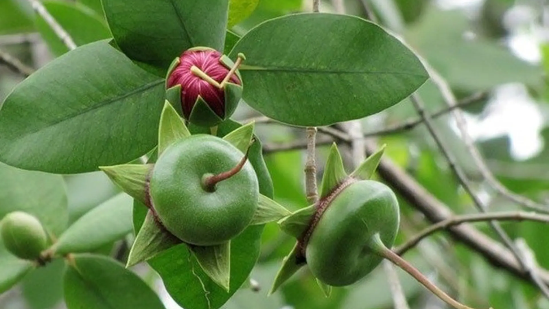 Trái bần có hình dáng dẹt, màu xanh với đài hoa hình ngôi sao đặc trưng