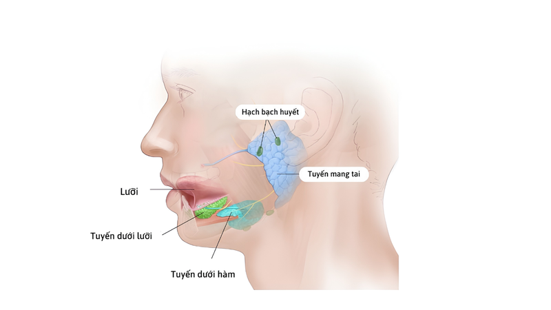 Sơ đồ vị trí các tuyến nước bọt chính trong khoang miệng