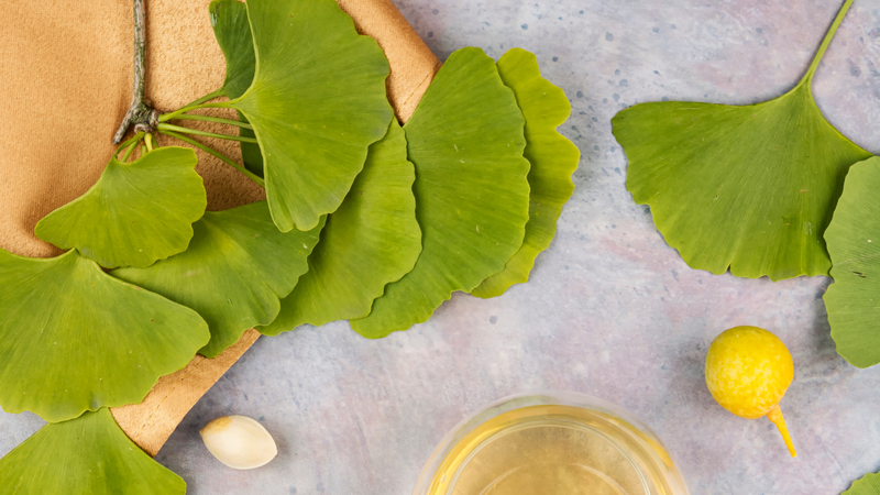 Ginkgo biloba có thể hỗ trợ tăng trí nhớ và cải thiện tập trung