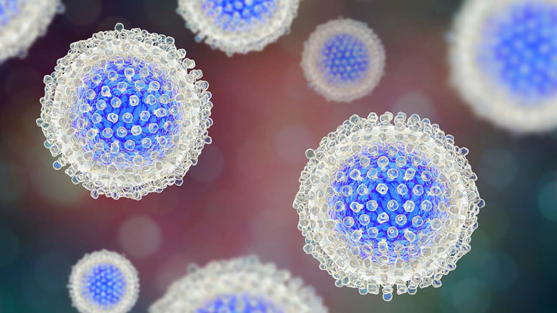 Khả năng tồn tại của virus HCV bên ngoài cơ thể phụ thuộc vào nhiệt độ, độ ẩm, bề mặt và lượng virus