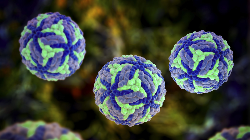 Virus viêm não Nhật Bản là loại virus gây bệnh viêm não Nhật Bản, chủ yếu lây truyền qua muỗi