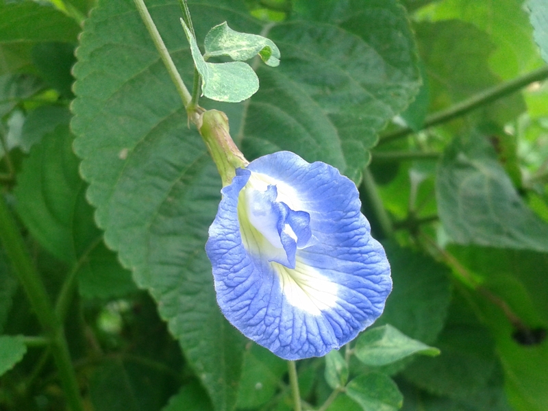 Bỏ túi 4 cách bảo quản hoa đậu biếc hiệu quả nhất 1