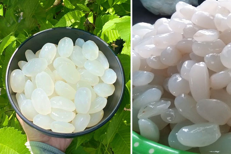 Bỏ túi ngay cách bảo quản hạt đác tươi đơn giản ngay tại nhà 1