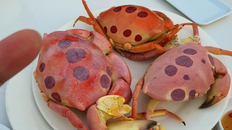 Các loại cua biển phổ biến ở Việt Nam và lợi ích khi ăn cua 2