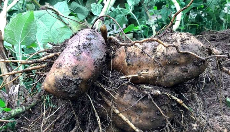 Cách ăn củ sâm đất có lợi cho sức khỏe 1