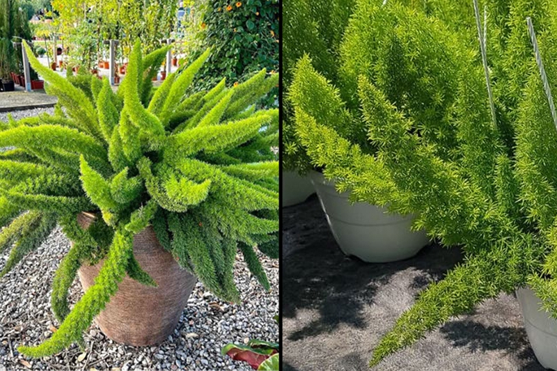 Cây đuôi chồn có tác dụng gì đối với sức khỏe? Liều dùng và cách dùng 1