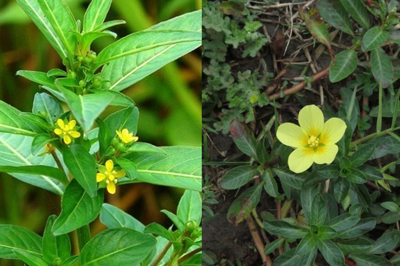 Cây rau mương trị đau khớp đúng không? Những biến chứng khi đau khớp không điều trị kịp thời 1