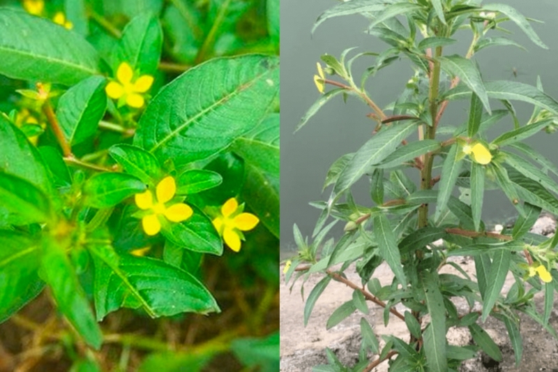 Cây rau mương trị đau khớp đúng không? Những biến chứng khi đau khớp không điều trị kịp thời 2