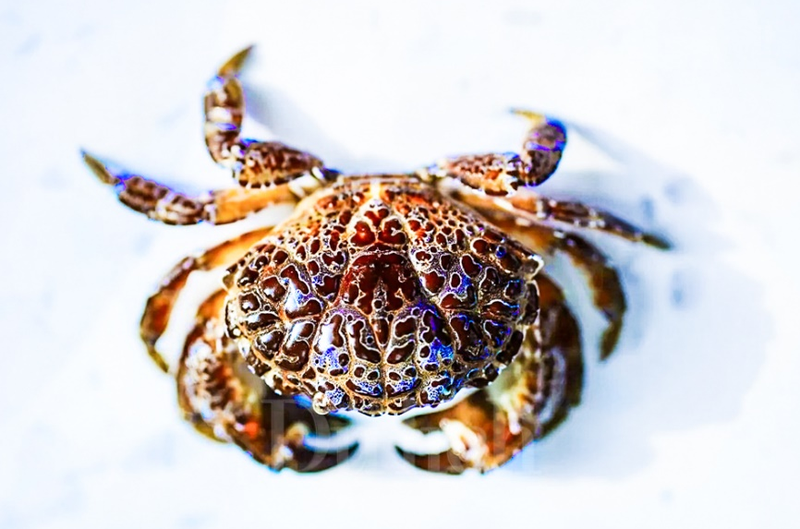 Cua đá biển có ăn được không? Những lưu ý khi ăn cua biển 3