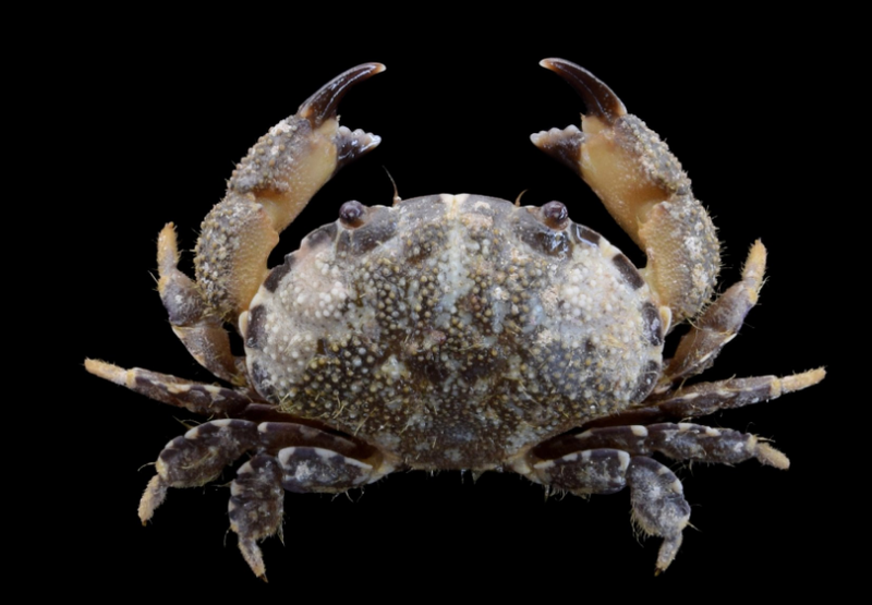 Cua độc: Tác hại cho sức khỏe, cách phân biệt và cách xử trí khi ăn phải 2