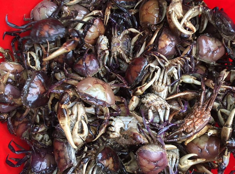 Cua đồng: Thành phần dinh dưỡng, công dụng, lưu ý khi ăn 1