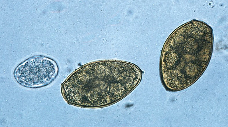 Cua đồng: Thành phần dinh dưỡng, công dụng, lưu ý khi ăn 4