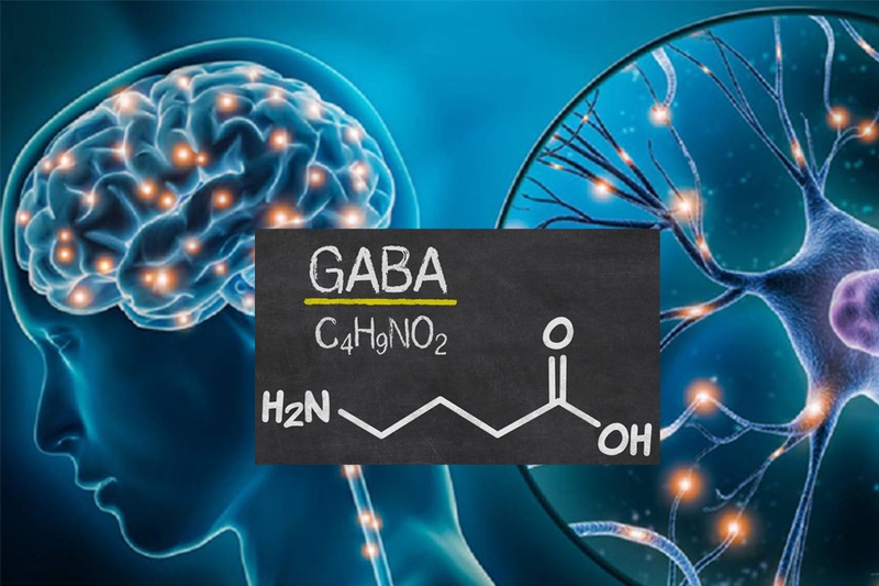Gaba là gì? Tác dụng đối với sức khỏe ra sao? 1
