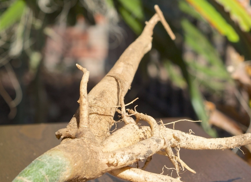 Giải đáp: Cho trẻ ăn rau chùm ngây như thế nào? 4