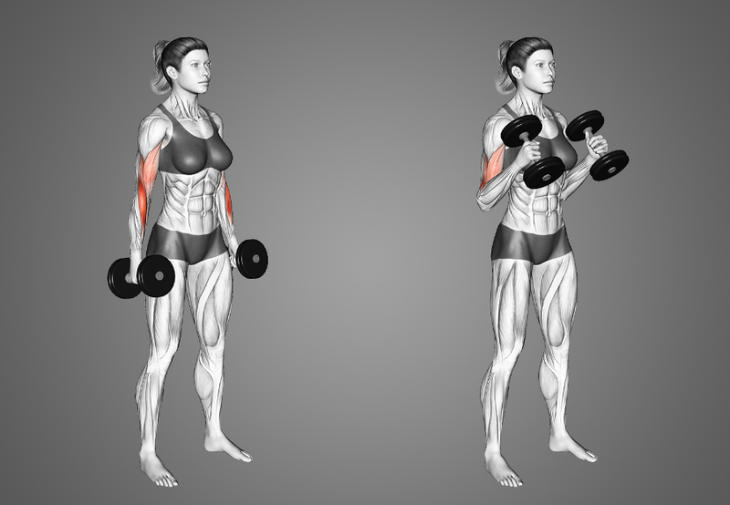 Hammer curls: Bài tập phát triển bắp tay to, săn chắc 3