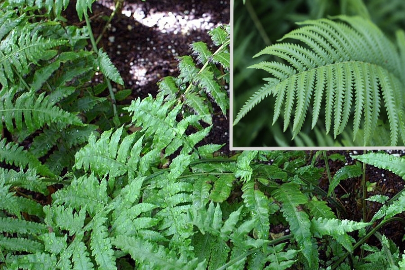 Khám phá các loại rau rừng ngon và phổ biến ở Việt Nam 1