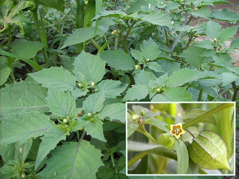 Khám phá các loại rau rừng ngon và phổ biến ở Việt Nam 2