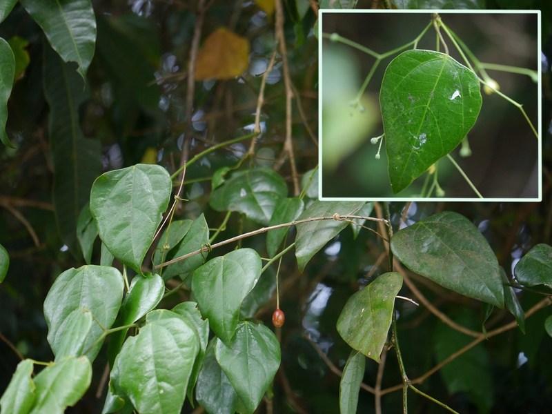 Khám phá các loại rau rừng ngon và phổ biến ở Việt Nam 3