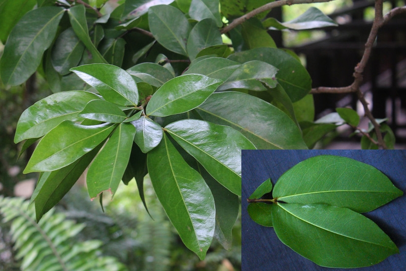 Khám phá các loại rau rừng ngon và phổ biến ở Việt Nam 5