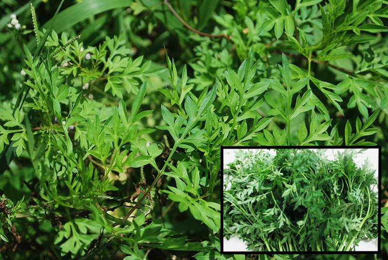 Khám phá các loại rau rừng ngon và phổ biến ở Việt Nam 4