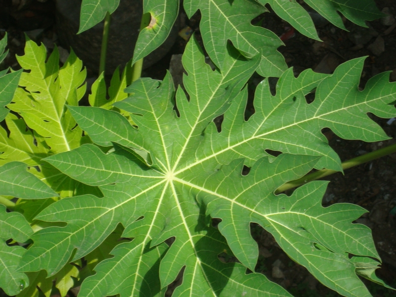 Lá đu đủ có tác dụng gì? Nên dùng lá đu đủ tươi hay khô? 1