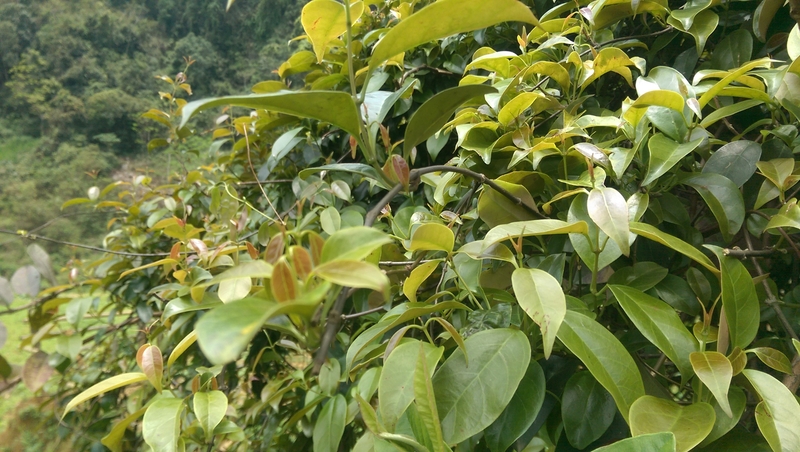 Lá giang là lá gì? Lợi ích sức khỏe và những lưu ý khi sử dụng 1