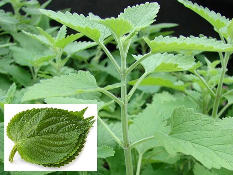 Lá vừng​ có phải lá tía tô không? Những lợi ích sức khỏe của lá vừng 1