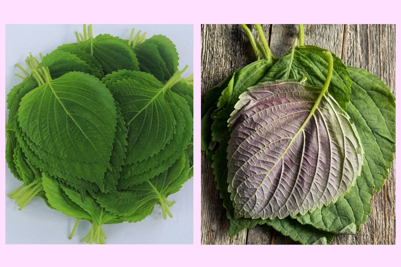 Lá vừng​ có phải lá tía tô không? Những lợi ích sức khỏe của lá vừng 2