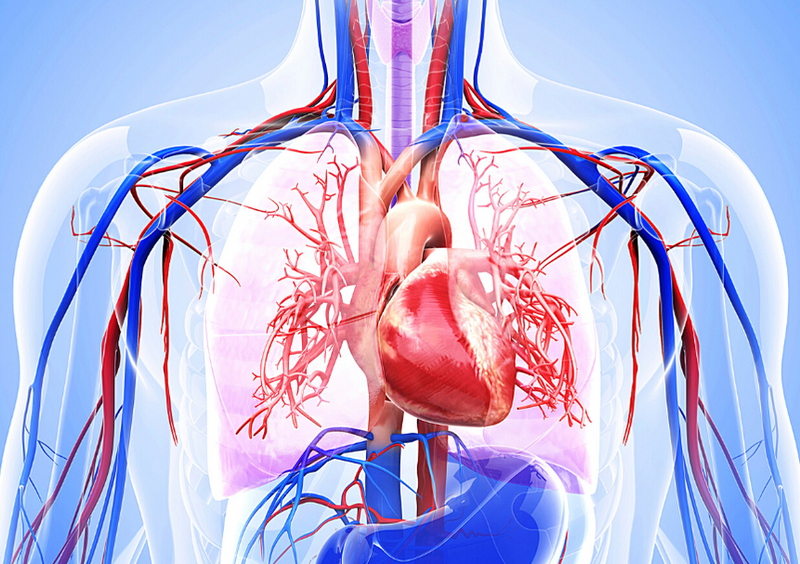 Những yếu tố nguy cơ ảnh hưởng đến hệ tuần hoàn 3