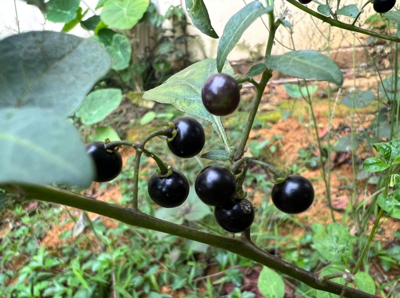 Phân biệt cây tầm bóp và cây lu lu đực dựa theo công dụng 3