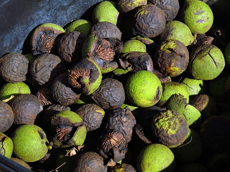 Quả óc chó đen có tác dụng gì đối với sức khỏe? Ai không nên ăn loại quả này? 5