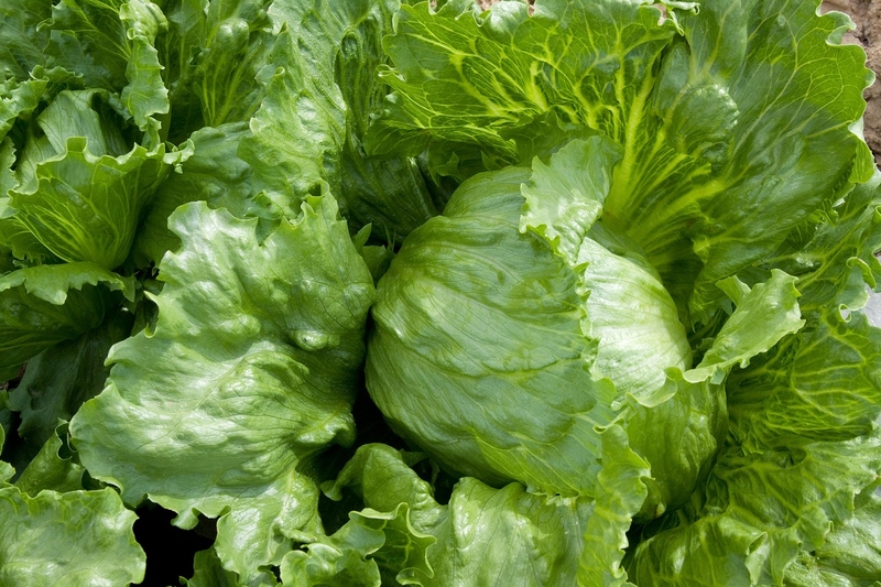 Rau an toàn là gì? Cách phân biệt rau an toàn và rau hữu cơ 5