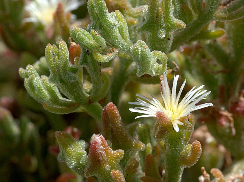 Rau bông tuyết là rau gì? Lợi ích sức khỏe từ rau bông tuyết 1