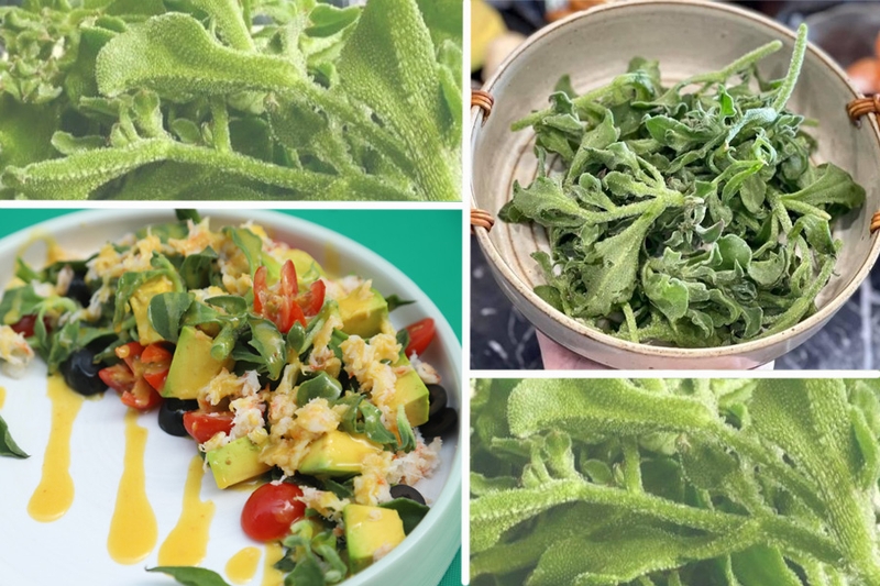 Rau bông tuyết là rau gì? Lợi ích sức khỏe từ rau bông tuyết 3