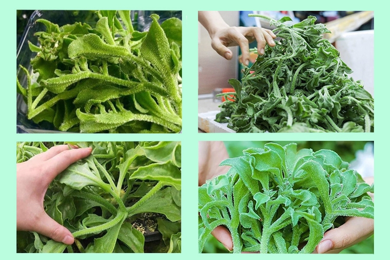 Rau bông tuyết là rau gì? Lợi ích sức khỏe từ rau bông tuyết 4