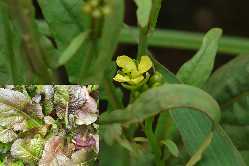 Rau cải mèo là rau gì? Lợi ích sức khỏe và những lưu ý khi sử dụng 1