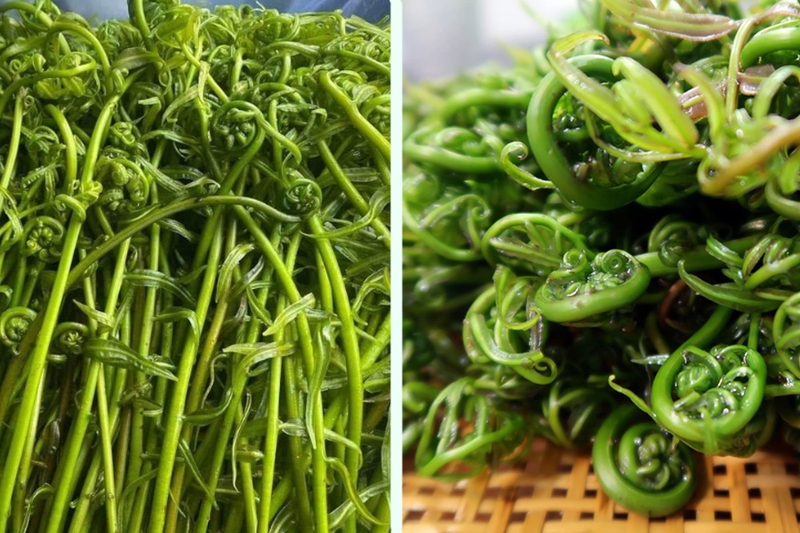 Rau choại​ là rau gì? Có lợi ích gì đối với sức khỏe? 1