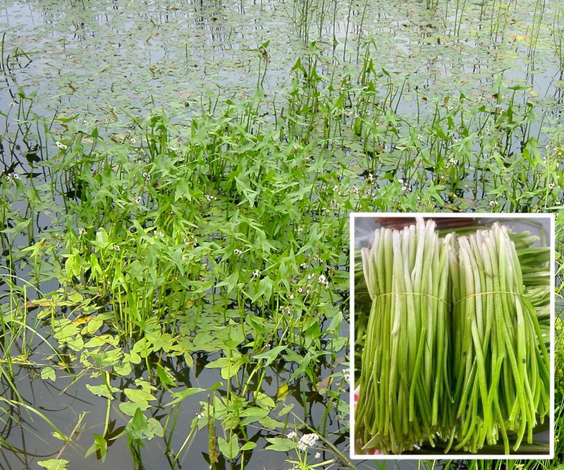 Rau chốc là rau gì? Lợi ích sức khỏe đáng chú ý của rau chốc 1