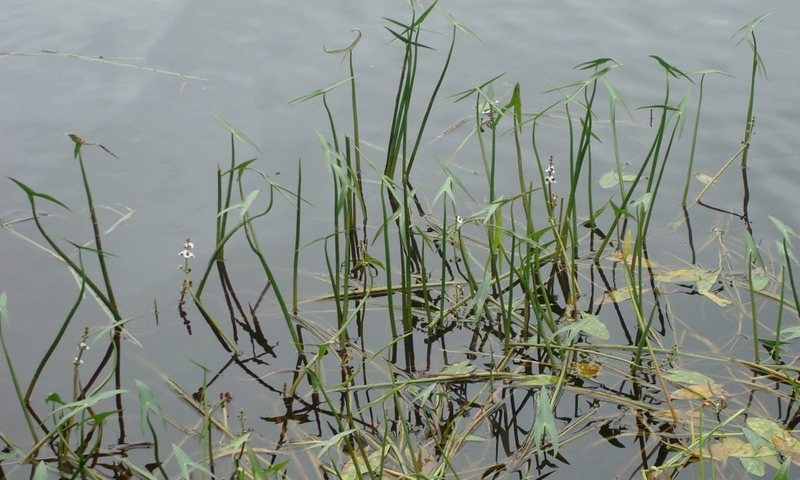 Rau chốc là rau gì? Lợi ích sức khỏe đáng chú ý của rau chốc 2