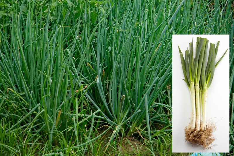 Rau gia vị là gì ? Phân biệt 13 loại rau gia vị phổ biến tại Việt Nam 1