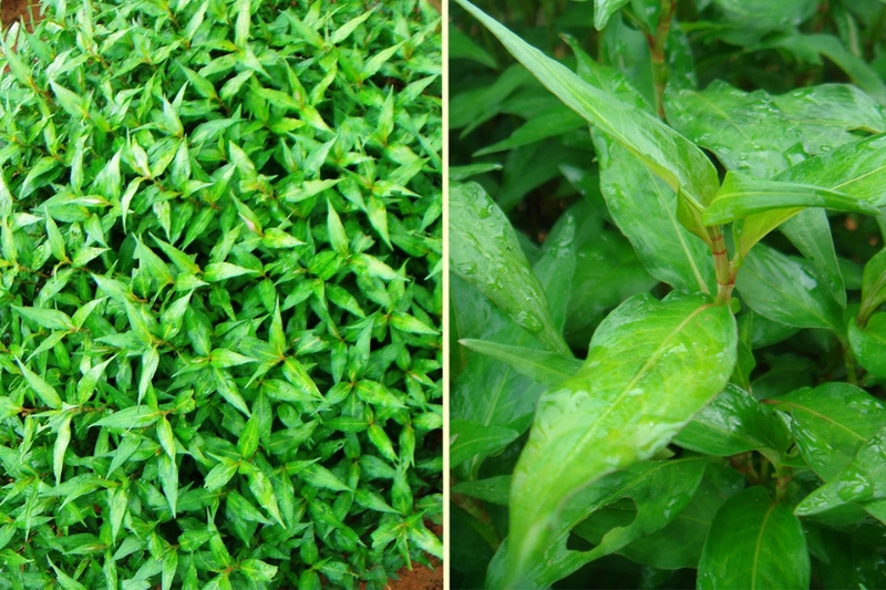 Rau gia vị là gì ? Phân biệt 13 loại rau gia vị phổ biến tại Việt Nam 2